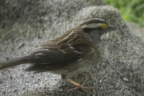 White-throated Sparrow photographed in Pennsylvania