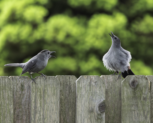 Gray Catbird photographed in Louisiana