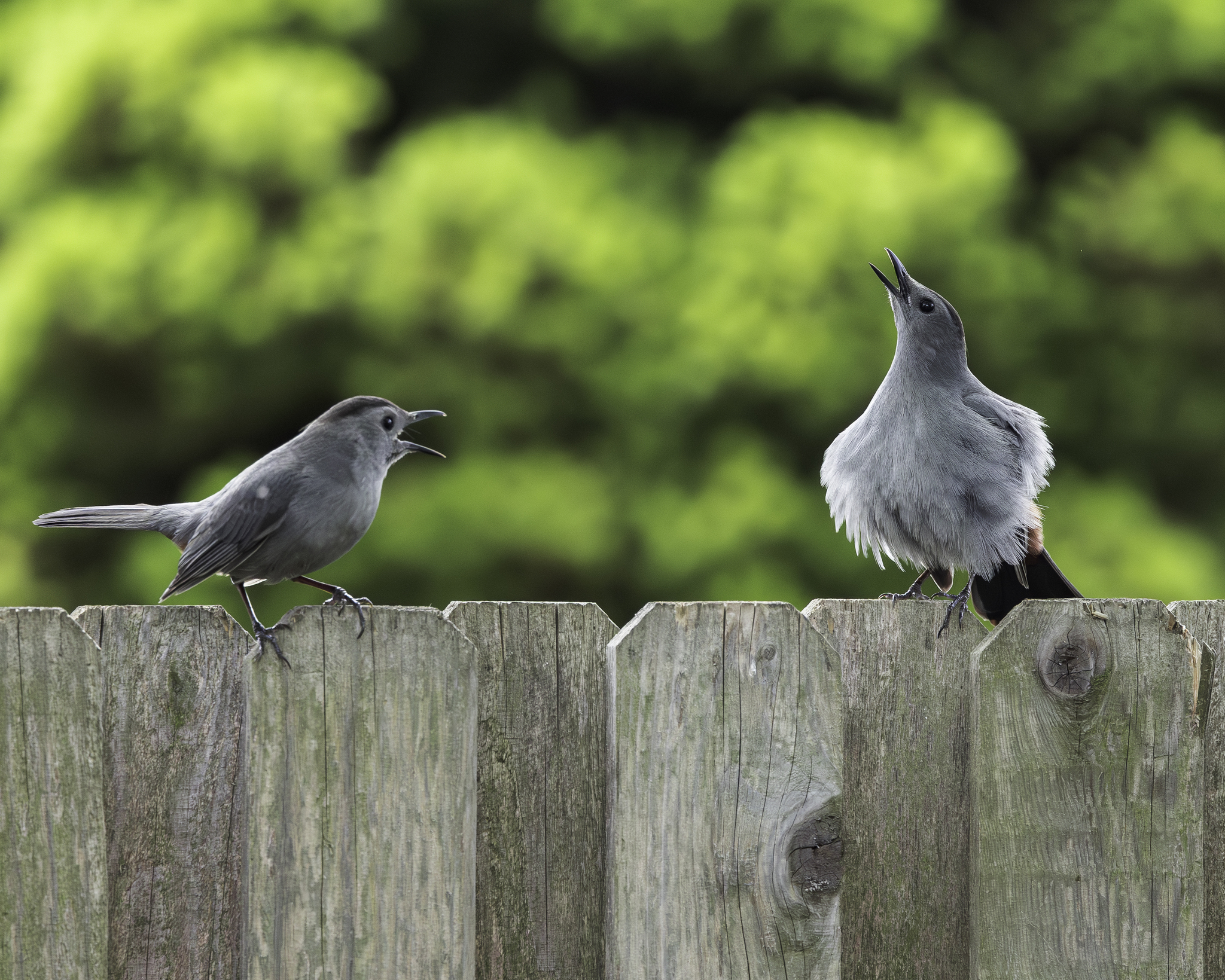 Grey Catbird (Dumetella carolinensis)