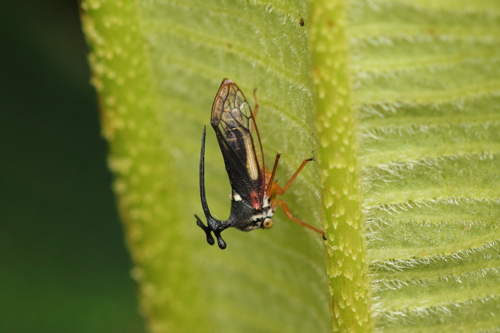 Bocydium germarii