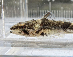 Four Gill Fish photo 3
