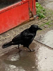 Corvus corone
