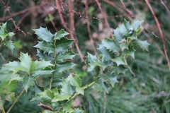 Ilex colchica