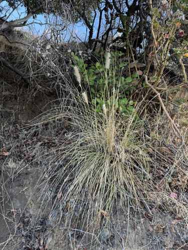 African fountain grass, Tender fountain grass, Fountain grass, Purple fountain grass (Cenchrus setaceus)