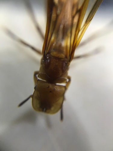 Cephalotes clypeatus photo 5