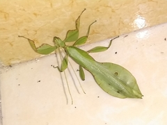 Cryptophyllium rarum