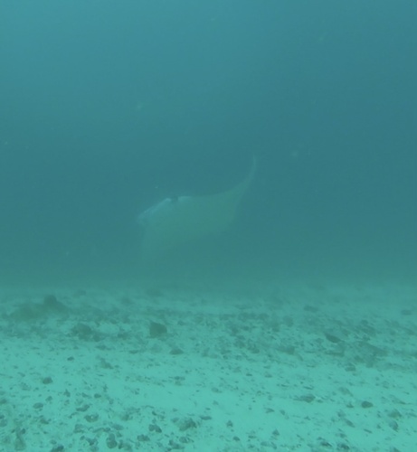Reef manta ray