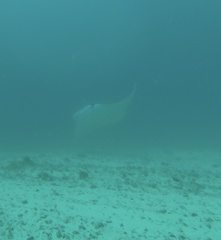Reef manta ray