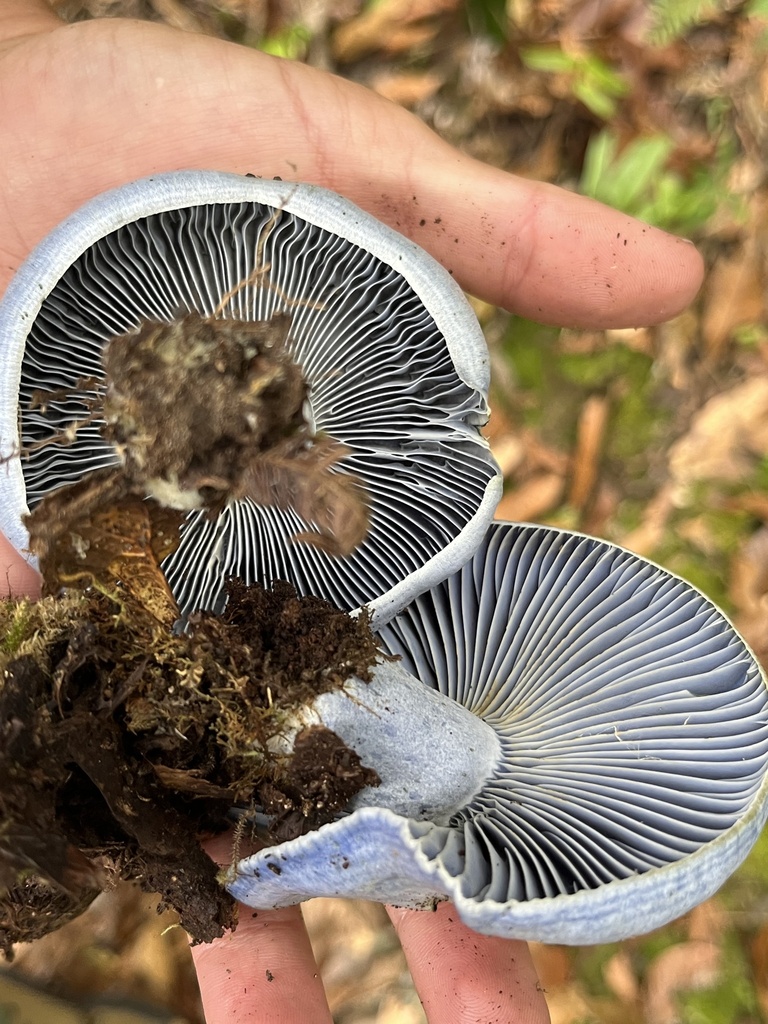 Lactarius indigo · December 2023 · photo: © nbareschu (iNaturalist, cc-by)