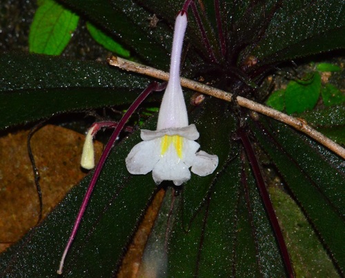 Codonoboea crinita observed 2019-04-01