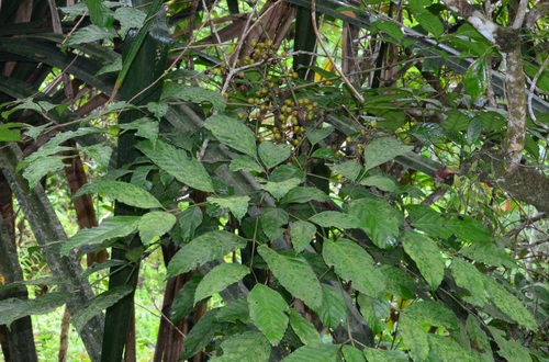 Leea indica