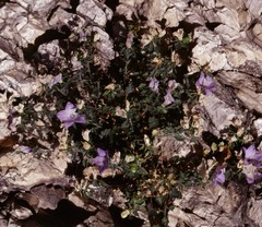 Campanula fragilis cavolinii