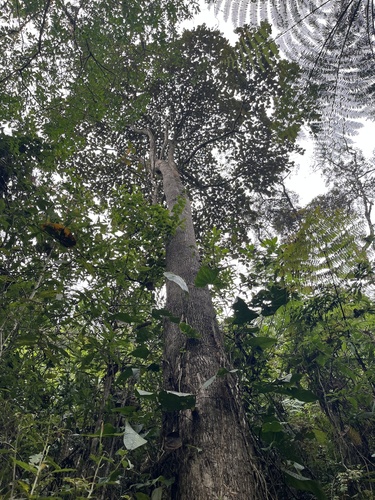 Meriania macrophylla, photograph 6