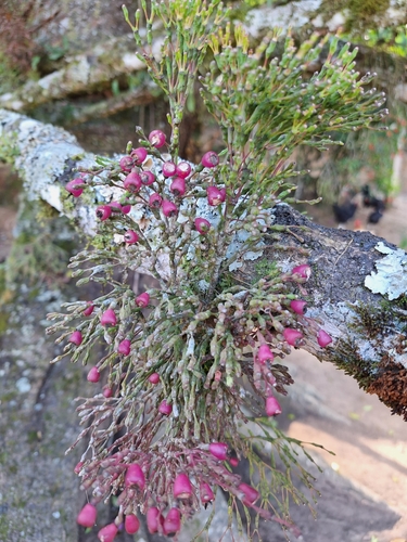 Hatiora salicornoides