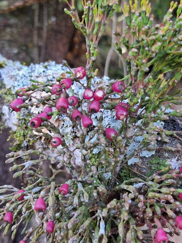 Hatiora salicornoides