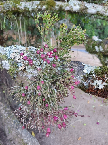 Hatiora salicornoides