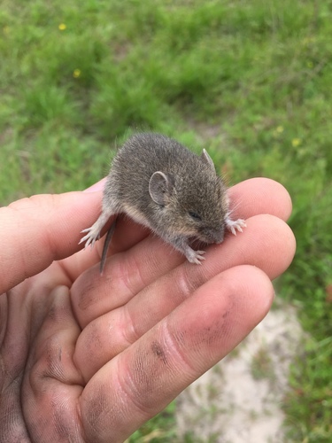 Northern Pygmy Mouse