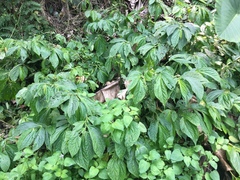 Elatostema platyphyllum