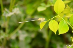 Pseudagrion decorum