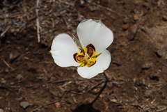Calochortus bruneaunis