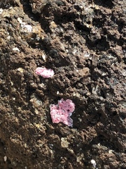 Homotrema rubrum