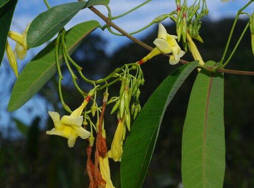 Odontadenia nitida