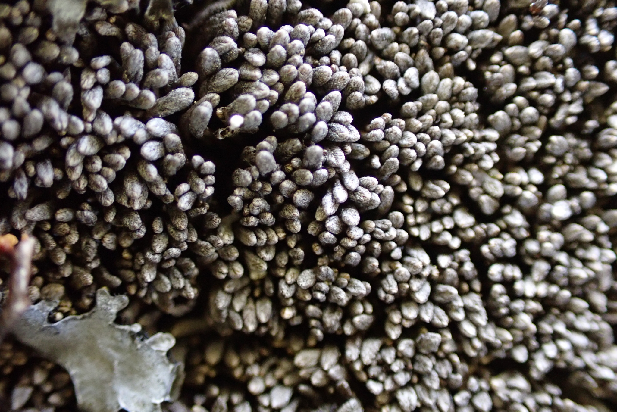 Gymnomitrion corallioides