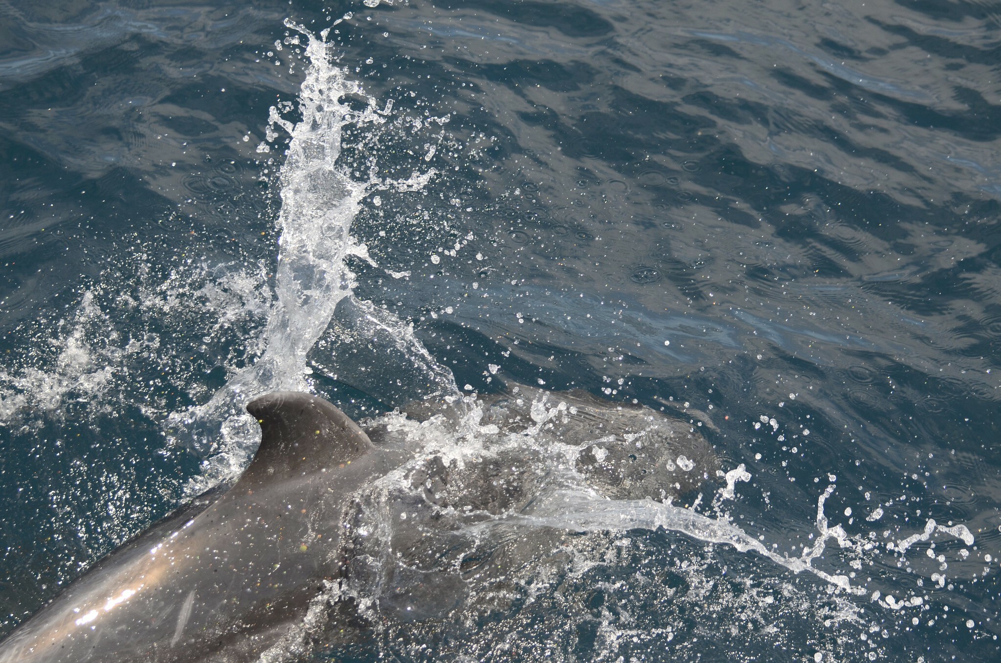 Tursiops truncatus<br>14 March, 2024
