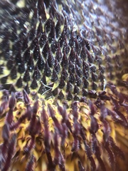 Asteraceae