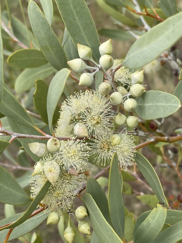 Eucalyptus leptopoda