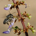 Megachile australis - Photo (c) juju98, osa oikeuksista pidätetään (CC BY-NC), lähettänyt juju98