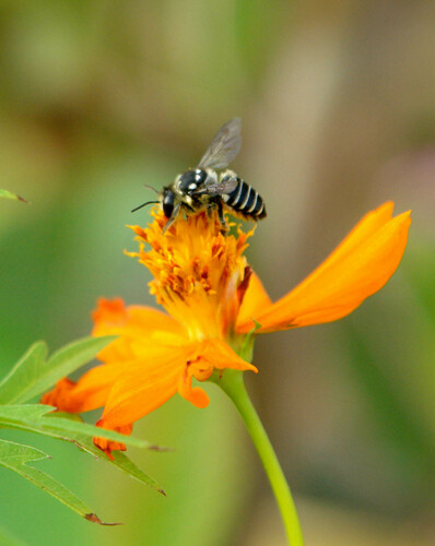 Megachile albomarginata