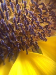 Asteraceae