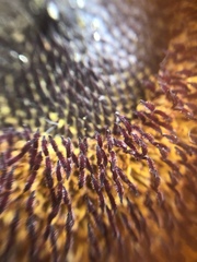 Asteraceae