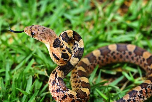 Mexican Bull Snake