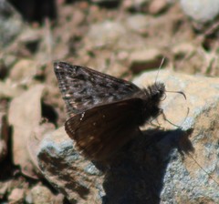 Erynnis propertius