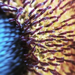 Asteraceae
