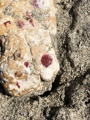 Homotrema rubrum