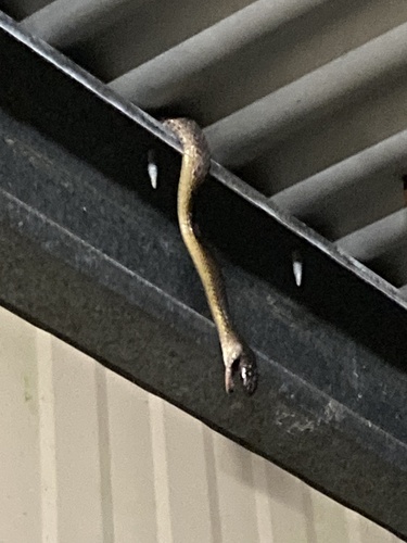 Brown Tree Snake sighting