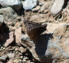 Erynnis propertius