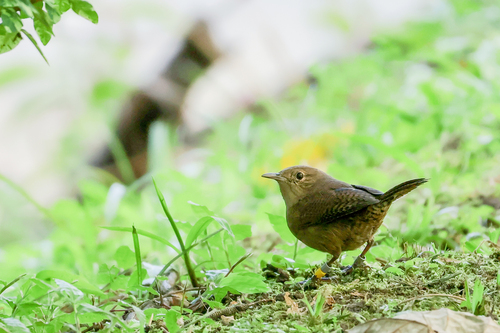 Southern House Wren, Campus Universidad de Costa Rica, photo 8 of 10