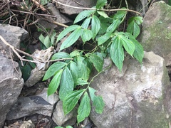 Elatostema platyphyllum
