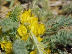 Astragalus buchtormensis