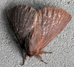 Phyllalia patens