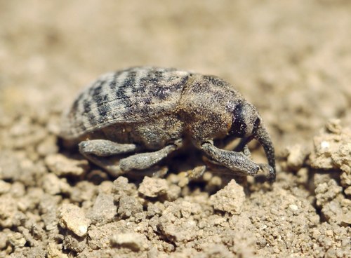 Larinus centaurii
