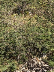 Vachellia macracantha