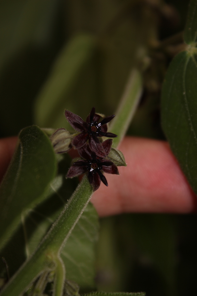 Ayenia macrophylla