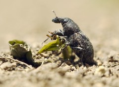 Leucophyes pedestris