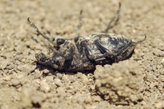 Leucophyes pedestris