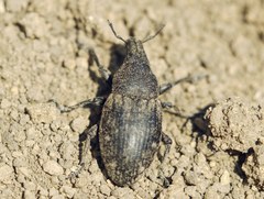 Leucophyes pedestris